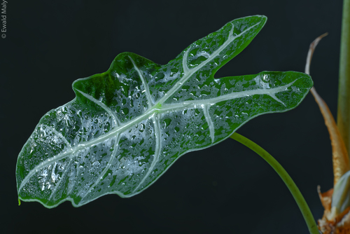 Alocasia sanderiana (Kris plant) — photo
