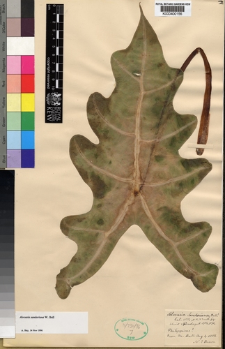 Alocasia sanderiana