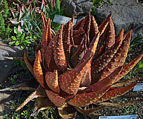 Aloe aculeata (Red hot poker aloe) — photo