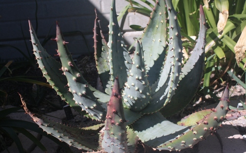 Aloe aculeata (Red hot poker aloe) — photo