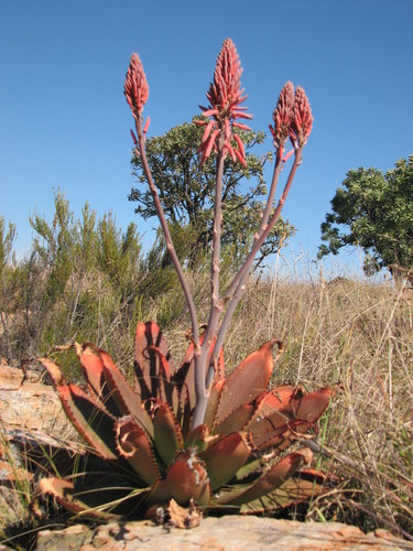 Aloe affinis — photo