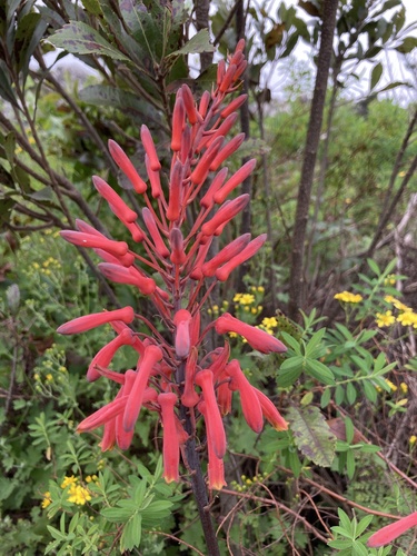 Aloe affinis — photo