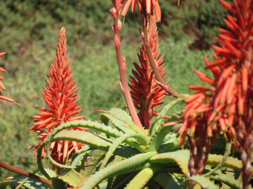 Aloe arborescens (Candelabra aloe) — photo