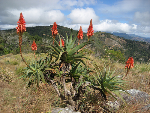 Aloe arborescens (Candelabra aloe) — photo