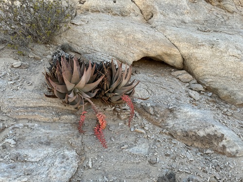 Aloe asperifolia (Rough-leafy aloe) — photo
