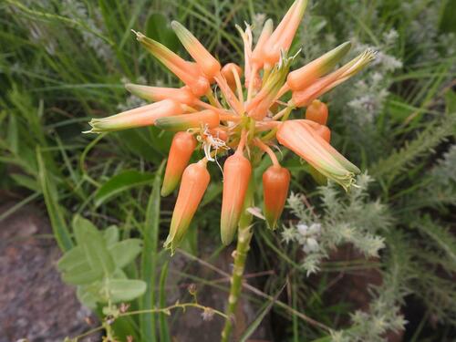 Aloe boylei (Broad-leaved grass Aloe) — photo