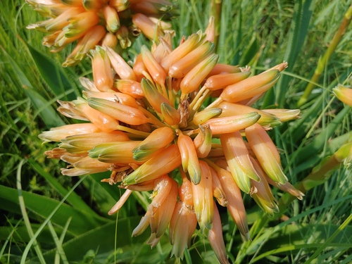 Aloe boylei (Broad-leaved grass Aloe) — photo