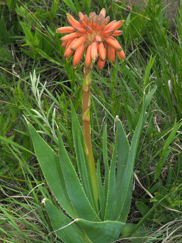 Aloe boylei