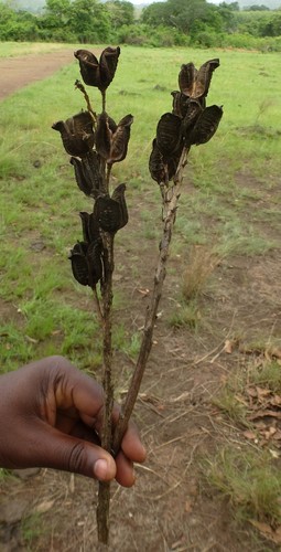 Aloe buettneri — photo