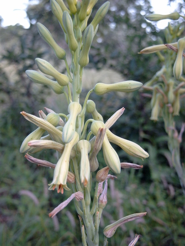 Aloe buettneri — photo