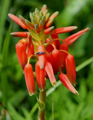 Aloe cooperi (Cooper's aloe) — photo