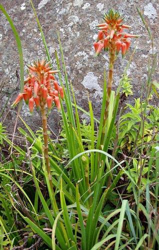 Aloe cooperi (Cooper's aloe) — photo