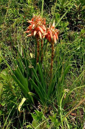 Xanthorrhoeaceae