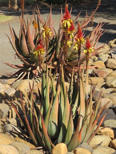Aloe cryptopoda — photo