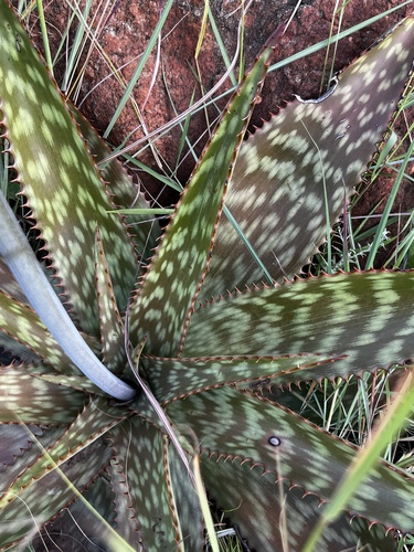 Aloe dewetii (De Wet's Aloe) — photo