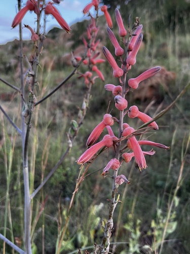 Aloe dewetii (De Wet's Aloe) — photo