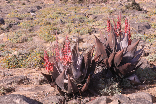 Aloe dhufarensis (Dhofar aloe) — photo