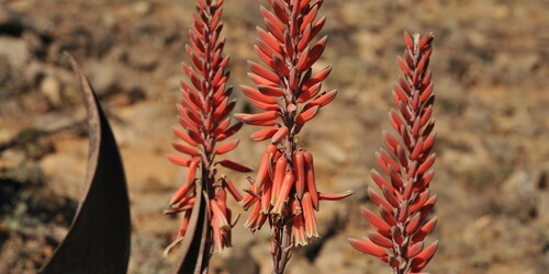 Aloe dhufarensis (Dhofar aloe) — photo