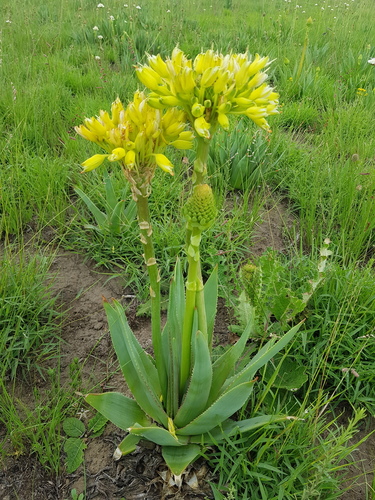 Aloe ecklonis (Ecklon's Aloe) — photo