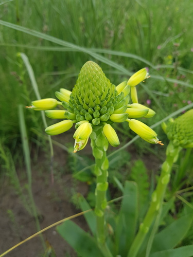 Aloe ecklonis (Ecklon's Aloe) — photo
