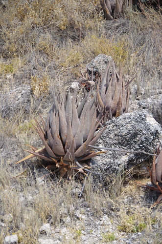 Aloe esculenta (Aalwyn) — photo