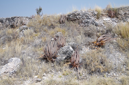 Aloe esculenta (Aalwyn) — photo