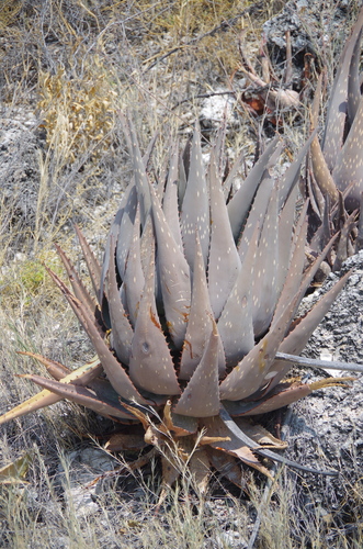 Aloe esculenta
