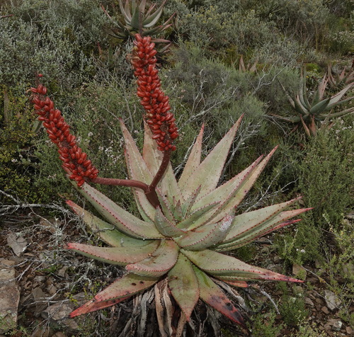 Aloe ferox (Bitter aloe) — photo