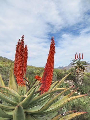 Aloe ferox (Bitter aloe) — photo