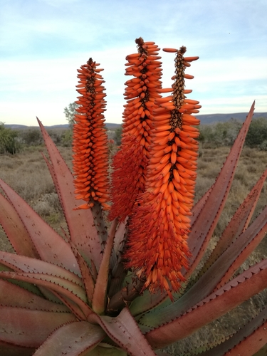 Aloe ferox