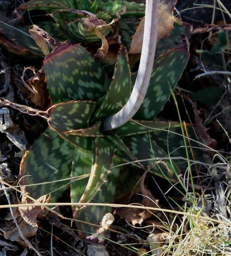 Aloe grandidentata — photo