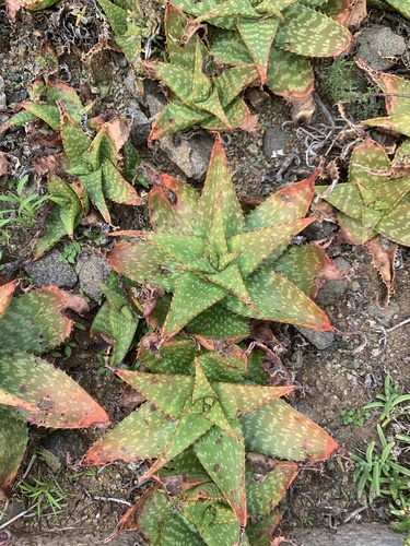 Aloe grandidentata — photo