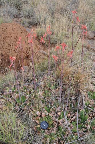 Aloe grandidentata