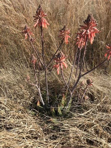 Aloe greatheadii (Greathead’s aloe) — photo