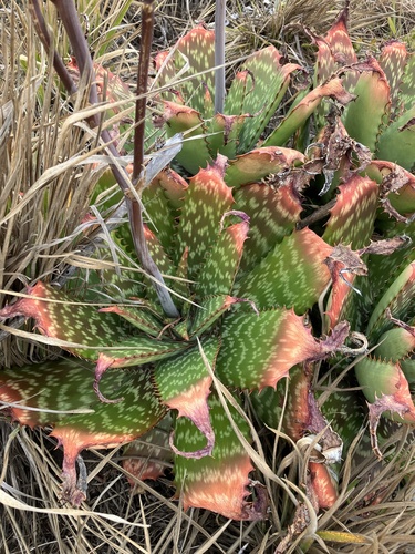 Aloe greatheadii (Greathead’s aloe) — photo