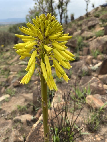 Aloe integra — photo