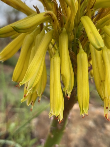 Aloe integra — photo