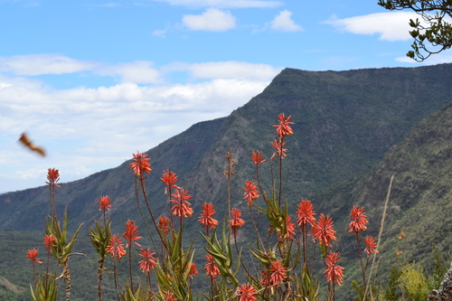 Aloe kedongensis (Kenya aloe) — photo