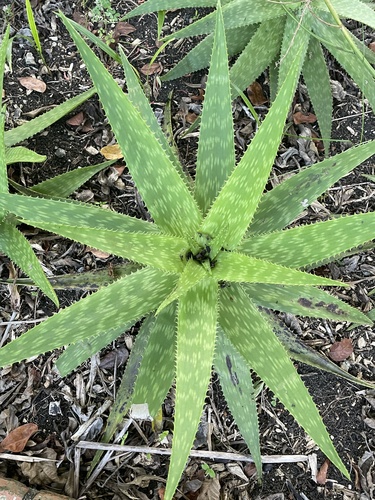 Aloe lateritia var. graminicola — photo