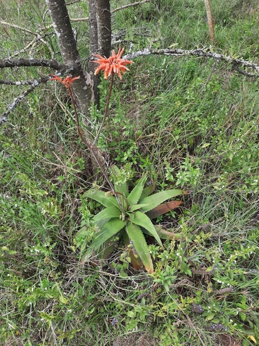 Aloe lateritia var. graminicola — photo
