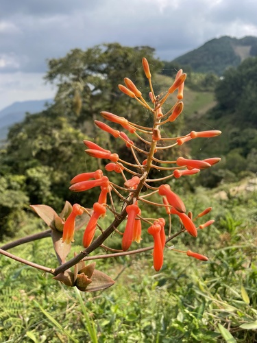 Aloe lateritia var. graminicola