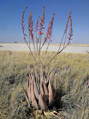 Aloe littoralis (Mopane aloe) — photo