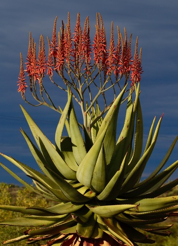 Aloe littoralis (Mopane aloe) — photo