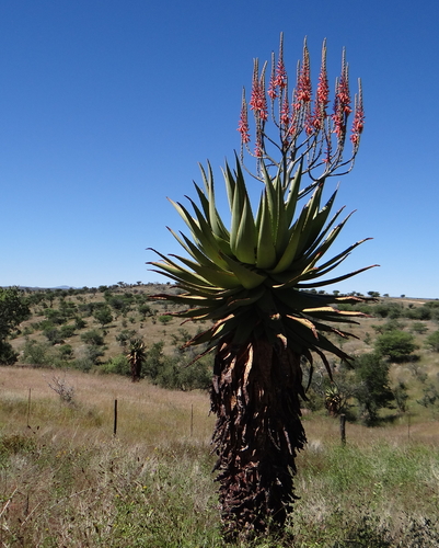 Aloe littoralis