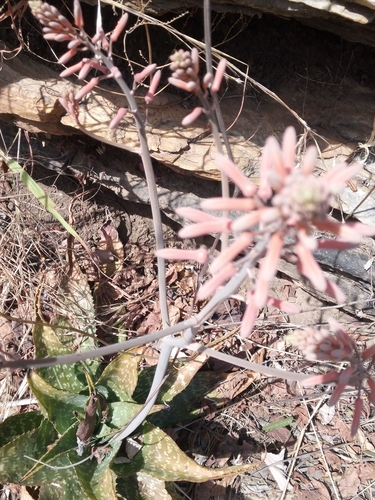 Aloe macrocarpa — photo