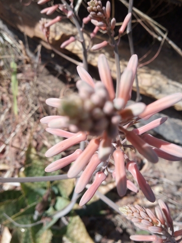 Aloe macrocarpa — photo