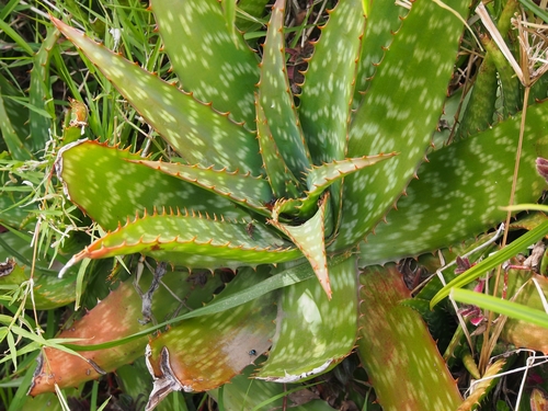 Aloe maculata (Common soap aloe) — photo
