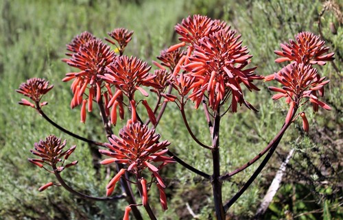 Aloe maculata (Common soap aloe) — photo
