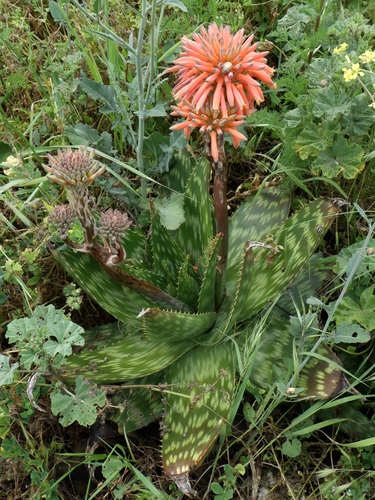 Aloe maculata