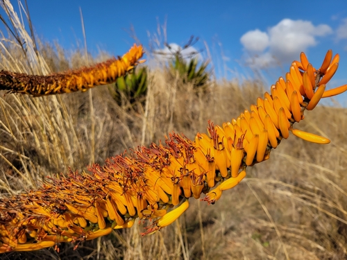 Aloe marlothii (Mountain aloe) — photo